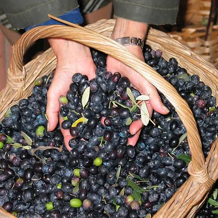 Farm stay Agriturismo Tenuta Il Vallone *