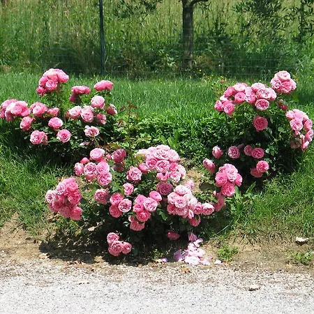 Farm stay Agriturismo Tenuta Il Vallone Monsummano Terme